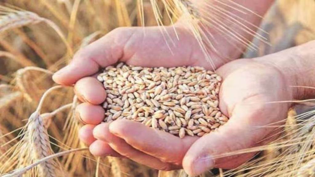 Wheat procurement in Una district will begin on April 8th Himachal Pradesh State Civil Supplies Corporation appointed as the nodal agency